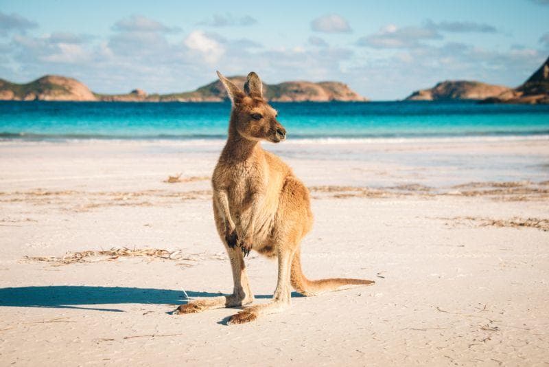 Cover Image for BMW setzt künftig auf Kobalt aus Australien und Marokko