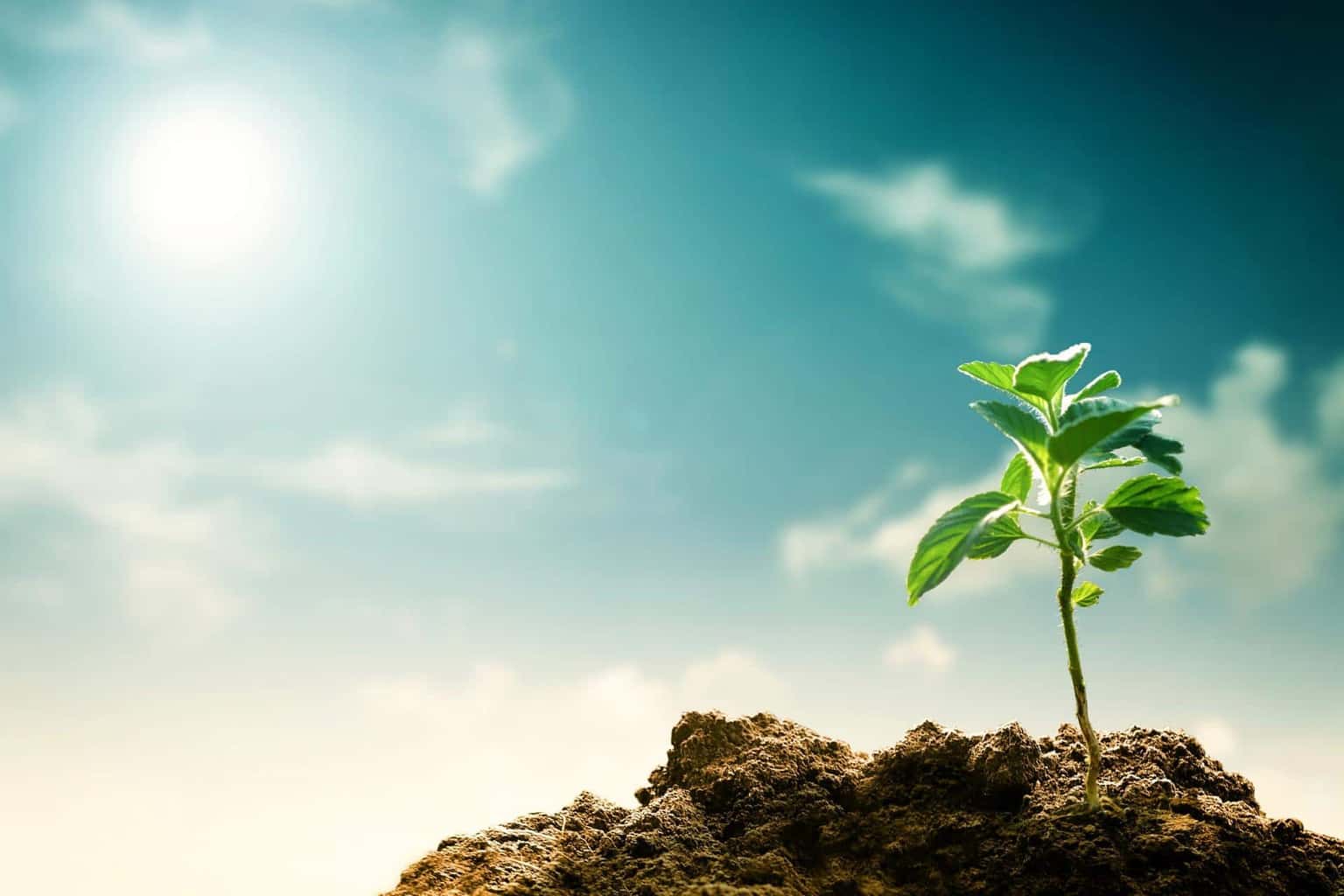 Cover Image for „Der Klimavorsprung von E-Autos ist deutlich gewachsen“