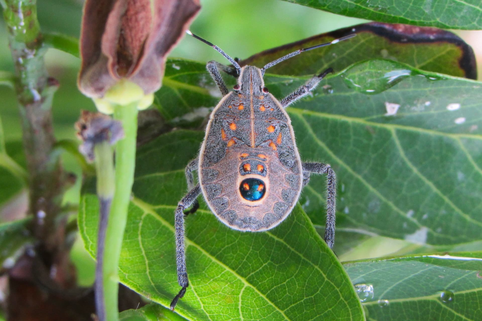 Teslas „verwanzt“: Verzögerte Auslieferung in Australien