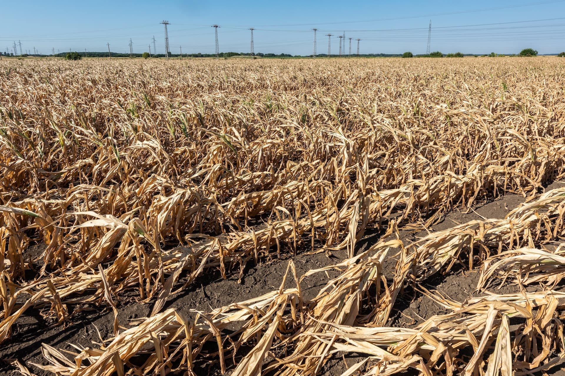 Cover Image for Warum Klimaschutz für die Wirtschaft wichtig ist